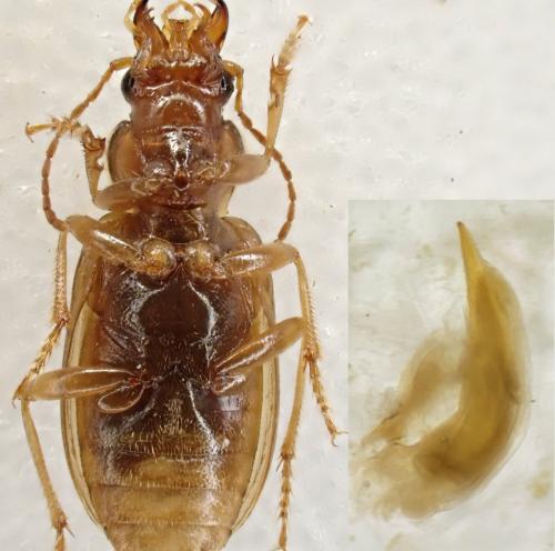 Dicheirotrichus obsoletus